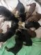 Doberman Pinscher Puppies for sale in Gainesville, GA 30506, USA. price: $1,500
