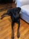 Doberman Pinscher Puppies for sale in Columbus, OH, USA. price: $500