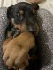 Doberman Pinscher Puppies for sale in Grovetown, GA 30813, USA. price: $1,000