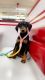 Doberman Pinscher Puppies for sale in Fresno, CA, USA. price: $400