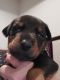 Doberman Pinscher Puppies for sale in Sharpsburg, GA, USA. price: $850