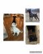 Doberman Pinscher Puppies for sale in Moseley, VA 23120, USA. price: $400