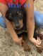 Doberman Pinscher Puppies for sale in Whiteville, NC 28472, USA. price: $700