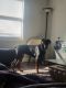 Doberman Pinscher Puppies for sale in Memorial Dr, Stone Mountain, GA, USA. price: NA