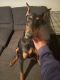Doberman Pinscher Puppies for sale in Mt Rainier, MD 20712, USA. price: $2,000