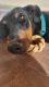 Doberman Pinscher Puppies for sale in Pahrump, NV, USA. price: $100