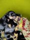 Doberman Pinscher Puppies for sale in New Delhi, Delhi, India. price: 18000 INR