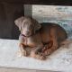 Doberman Pinscher Puppies for sale in Spring Hill, FL, USA. price: $2,500