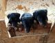 Doberman Pinscher Puppies for sale in Columbus, OH, USA. price: $1,500