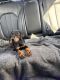 Doberman Pinscher Puppies for sale in Watertown, NY 13601, USA. price: $4,000