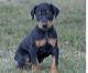 Doberman Pinscher Puppies for sale in Atlanta, GA, USA. price: $1,500
