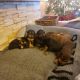 Doberman Pinscher Puppies for sale in Pueblo West, CO, USA. price: NA