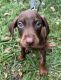 Doberman Pinscher Puppies for sale in Tampa, FL 33629, USA. price: $1,000