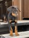 Doberman Pinscher Puppies for sale in Las Vegas, NV 89142, USA. price: $500