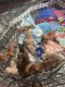 Doberman Pinscher Puppies for sale in Lochbuie, CO, USA. price: $350