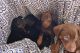 Doberman Pinscher Puppies for sale in Ithaca, MI 48847, USA. price: $275