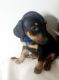 Doberman Pinscher Puppies for sale in Chino, CA, USA. price: $800