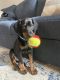 Doberman Pinscher Puppies for sale in Weaverville, NC 28787, USA. price: NA