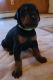 Doberman Pinscher Puppies for sale in Manistee, MI 49660, USA. price: $2,000