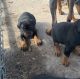 Doberman Pinscher Puppies for sale in Mansfield, TX, USA. price: $400