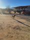 Doberman Pinscher Puppies for sale in 12252 N Sanders Rd, Fort Thomas, AZ 85536, USA. price: $1,000