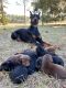 Doberman Pinscher Puppies for sale in Pavo, GA 31778, USA. price: NA