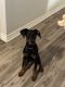 Doberman Pinscher Puppies for sale in Moore, OK, USA. price: NA