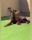 Doberman Pinscher Puppies for sale in Tempe, AZ, USA. price: NA