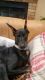 Doberman Pinscher Puppies for sale in Longmont, CO, USA. price: $4,000