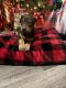 Doberman Pinscher Puppies for sale in Fort Thomas, AZ, USA. price: NA