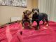 Doberman Pinscher Puppies for sale in Peoria, IL 61604, USA. price: $800