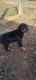 Doberman Pinscher Puppies for sale in Knoxville, TN, USA. price: $900
