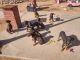 Doberman Pinscher Puppies for sale in Yucca Valley, CA 92284, USA. price: $300