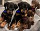 Doberman Pinscher Puppies for sale in Stockton, CA, USA. price: NA