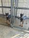 Doberman Pinscher Puppies for sale in Hollister, CA 95023, USA. price: $3,000