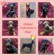 Doberman Pinscher Puppies for sale in McHenry, IL, USA. price: $2,000