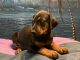 Doberman Pinscher Puppies for sale in Princeton, NC 27569, USA. price: $900