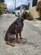 Doberman Pinscher Puppies for sale in Baguio City, Baguio, Benguet, Philippines. price: 55000 PHP