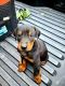 Doberman Pinscher Puppies for sale in Willow Creek, CA, USA. price: $500
