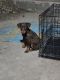 Doberman Pinscher Puppies for sale in Downtown Houston, Houston, TX, USA. price: $1,000