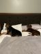 Doberman Pinscher Puppies for sale in Edmond, OK 73034, USA. price: $2,000