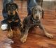 Doberman Pinscher Puppies for sale in Sedro-Woolley, WA 98284, USA. price: $750