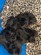 Doberman Pinscher Puppies for sale in Zanesville, OH 43701, USA. price: NA
