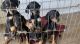 Doberman Pinscher Puppies for sale in Daytona Beach, FL, USA. price: $700
