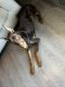 Doberman Pinscher Puppies for sale in Kannapolis, NC, USA. price: $600
