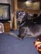 Doberman Pinscher Puppies for sale in Silver Lake, WI 53170, USA. price: $100