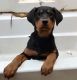 Doberman Pinscher Puppies for sale in Belton, SC 29627, USA. price: $150