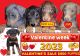 Doberman Pinscher Puppies for sale in Tehama County, CA, USA. price: $900