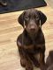 Doberman Pinscher Puppies for sale in Holiday, FL, USA. price: NA