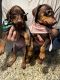 Doberman Pinscher Puppies for sale in Phoenix, AZ, USA. price: $600